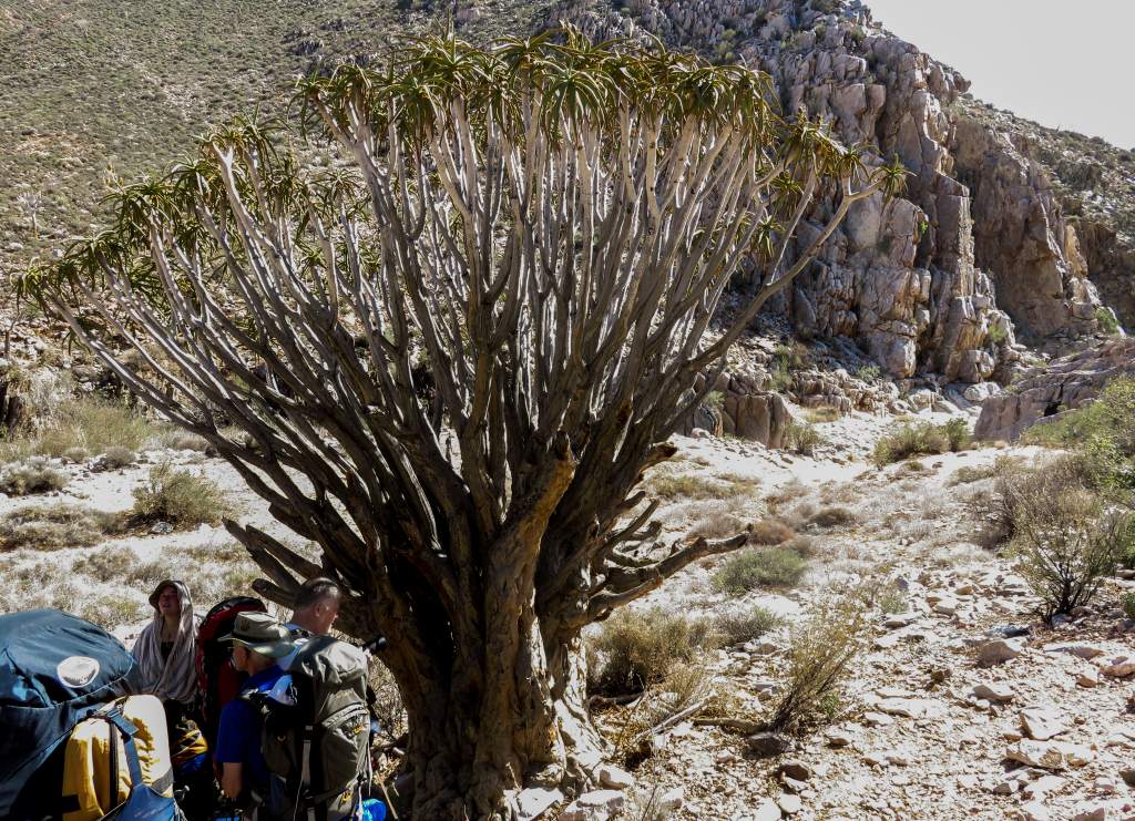 Venstervalle quiver tree